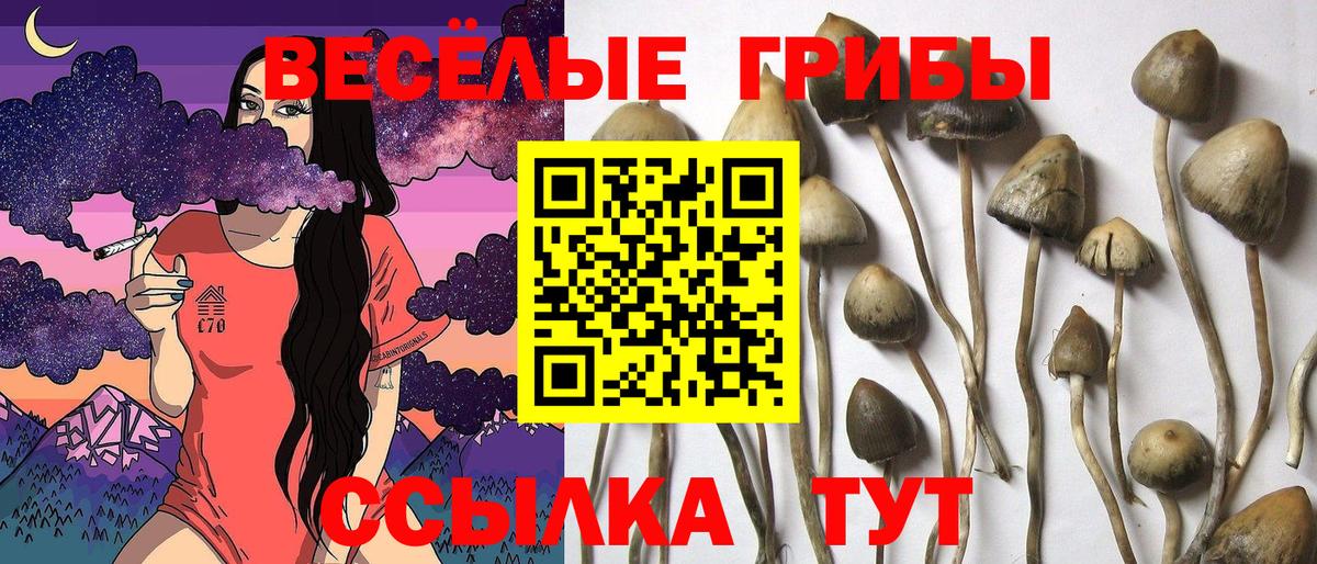 Псилоцибиновые грибы Psilocybine cubensis Вязники
